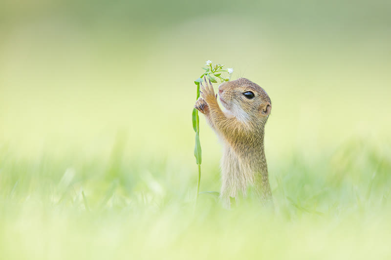 باشگاه کوهنوردی همراه کوه