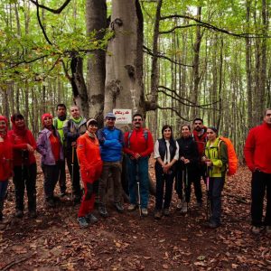 قله جنگلی زینگالو